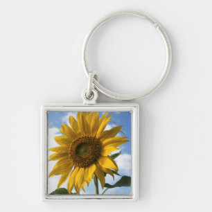 Californië, een reusachtige zonnebloem (Helianthus Sleutelhanger