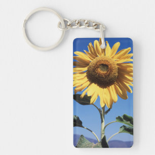 Californië, een reusachtige zonnebloem (Helianthus Sleutelhanger