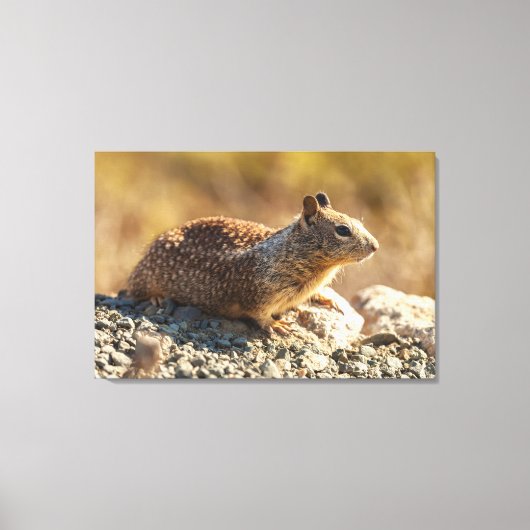 Californië Ground Squirrel Canvas Afdruk (Voorkant)