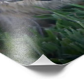 Californië Ground Squirrel Foto Afdruk (Hoek)