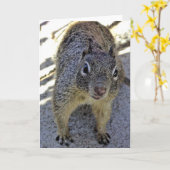 Californië Ground Squirrel Kaart (Gele Bloem)