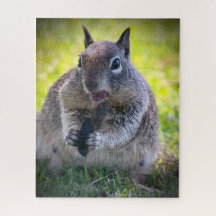 Californië Ground Squirrel