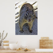 Californië Ground Squirrel Poster (Keuken)