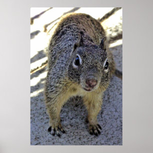 Californië Ground Squirrel Poster