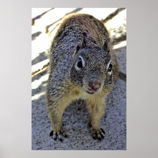 Californië Ground Squirrel Poster (Voorkant)