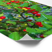 Californië heilig, Toyon California Holly, Ray ... Poster (Hoek)