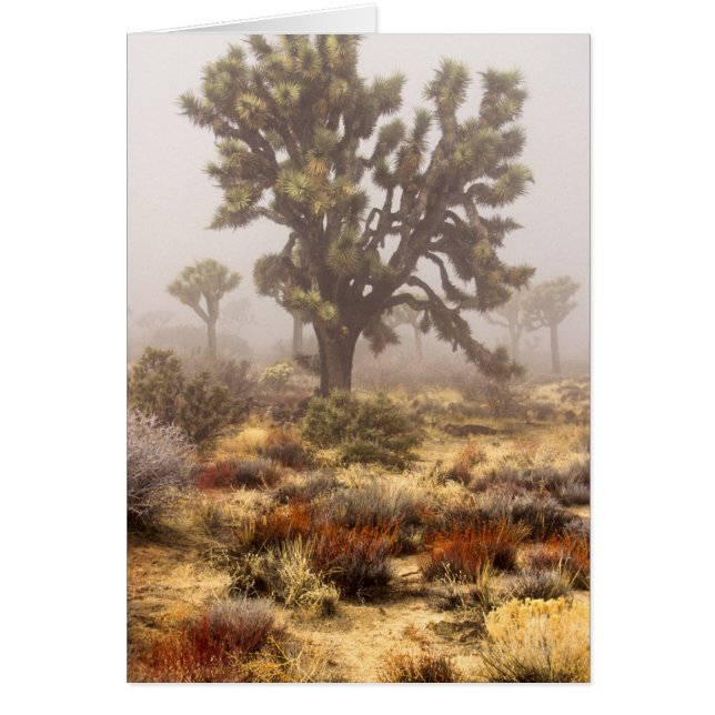 Californië: Joshua Tree National Monument, (Voorkant)