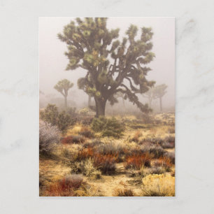 Californië: Joshua Tree National Monument, Briefkaart