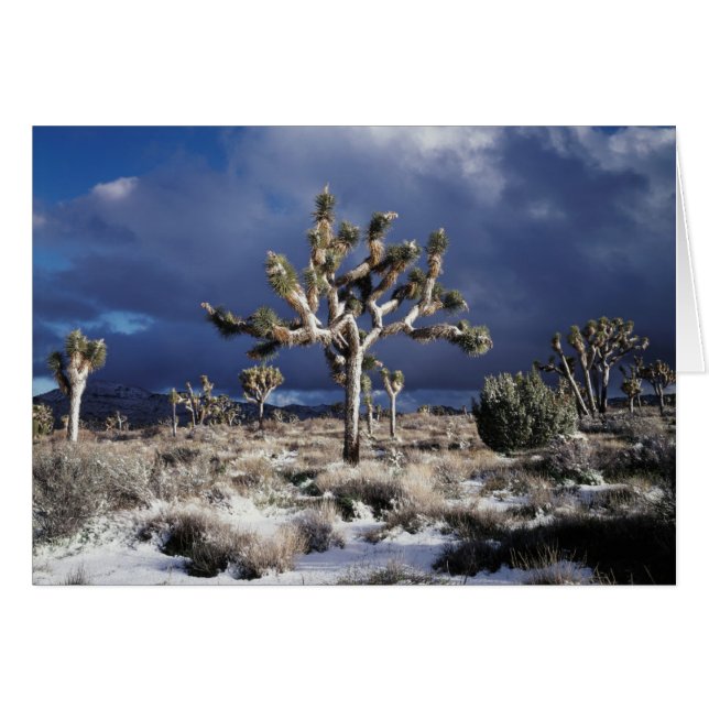 Californië, Joshua Tree National Park (Voorkant Horizontaal)