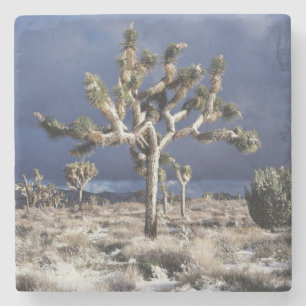 Californië, Joshua Tree National Park Stenen Onderzetter