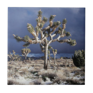 Californië, Joshua Tree National Park Tegeltje