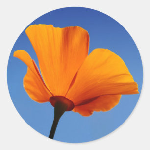 Californië klaproos tegen blauwe hemel ronde sticker
