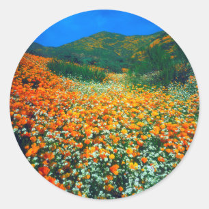 Californië Klaprozen en Popcorn wilde bloemen Ronde Sticker