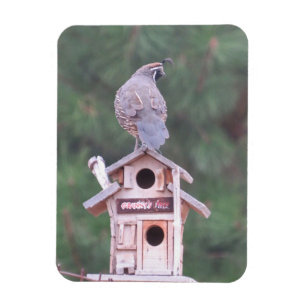 Californië Kwartel Op Vogelhuisje Magneet