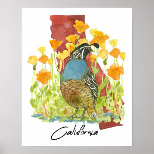 Californië Kwartel Vogel Klaprozen Staat Vorm Poster