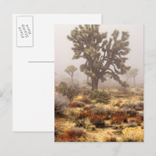 Californië: Nationaal Monument Joshua Tree Briefkaart (Voorkant / Achterkant)