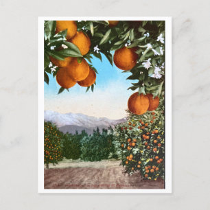 Californië Oranje Groves  blank Briefkaart