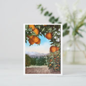 Californië Oranje Groves  blank Briefkaart (Staand voorkant)