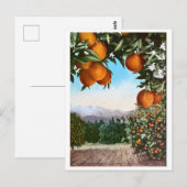 Californië Oranje Groves  blank Briefkaart (Voorkant / Achterkant)