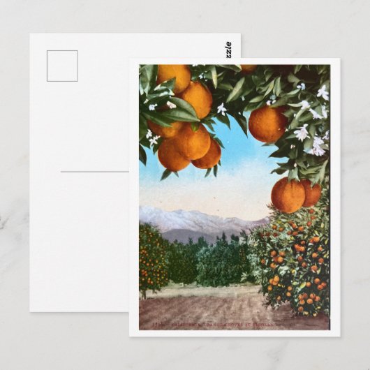 Californië Oranje Groves  blank Briefkaart (Voorkant / Achterkant)