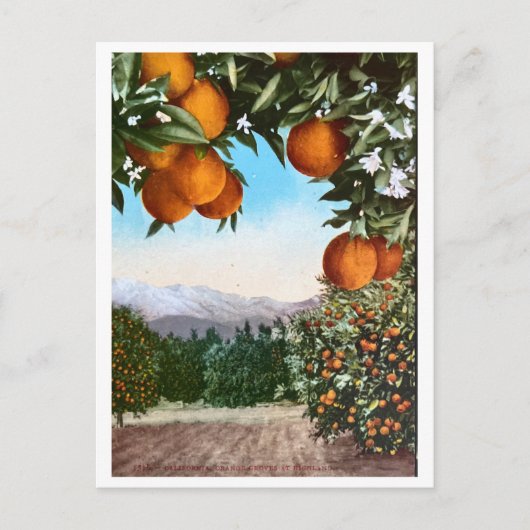 Californië Oranje Groves  blank Briefkaart (Voorkant)