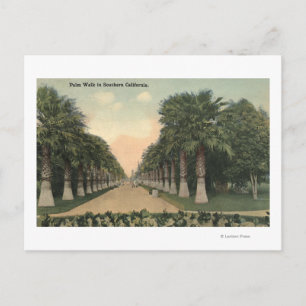 Californië-Palms langs weg Briefkaart