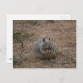 Californië-plein Briefkaart (Voorkant / Achterkant)