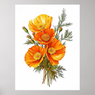 Californië Poppies Illustratie Poster