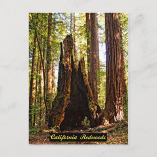 Californië Redwood Briefkaart