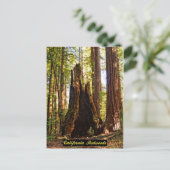 Californië Redwood Briefkaart (Staand voorkant)