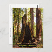 Californië Redwood Briefkaart (Voorkant / Achterkant)