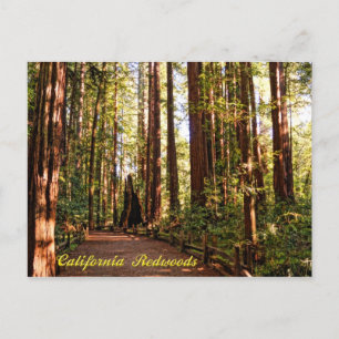 Californië Redwood Briefkaart