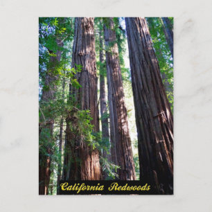 Californië Redwood Briefkaart