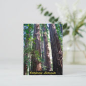 Californië Redwood Briefkaart (Staand voorkant)