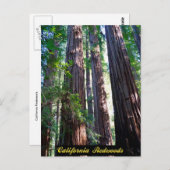Californië Redwood Briefkaart (Voorkant / Achterkant)