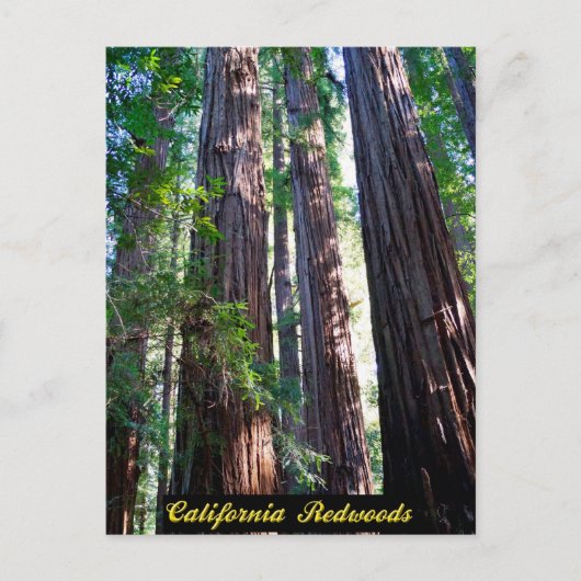 Californië Redwood Briefkaart (Voorkant)