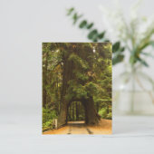 Californië | Rij van de sequoia Briefkaart (Staand voorkant)