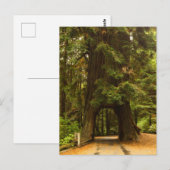 Californië | Rij van de sequoia Briefkaart (Voorkant / Achterkant)
