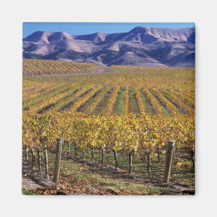 Californië, San Luis Obispo County, Edna Valley Magneet