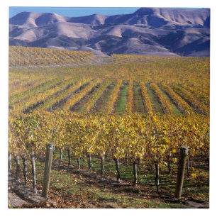Californië, San Luis Obispo County, Edna Valley Tegeltje