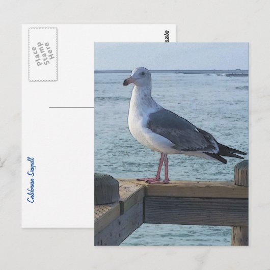Californië Seagull Briefkaart (Voorkant / Achterkant)