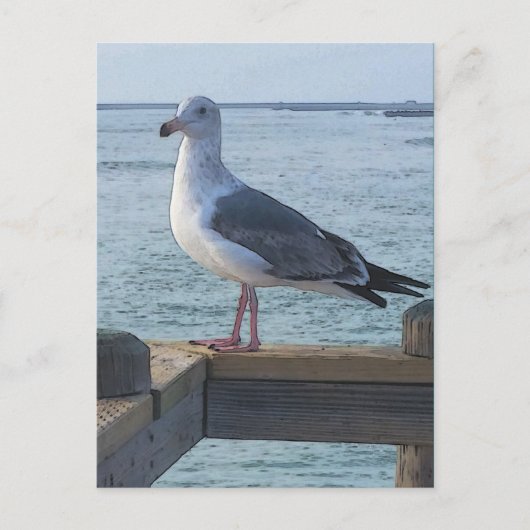 Californië Seagull Briefkaart (Voorkant)