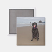 Californië, Verenigde Staten Magneet (Voorkant / Achterkant)