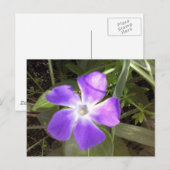 Californië Wildflower Briefkaart (Voorkant / Achterkant)