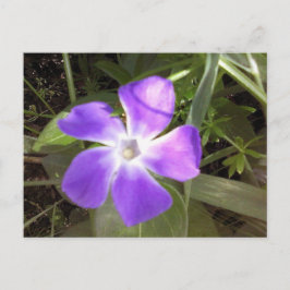 Californië Wildflower Briefkaart