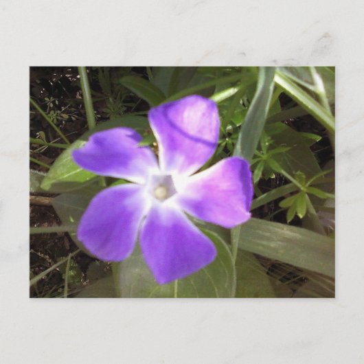 Californië Wildflower Briefkaart (Voorkant)