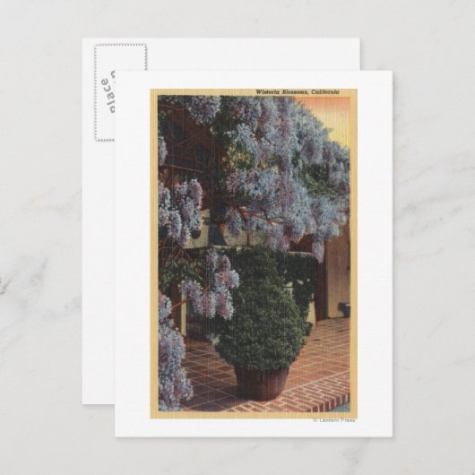 Californië-Wisteria-Plant in Bloom Briefkaart (Voorkant / Achterkant)