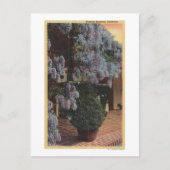 Californië-Wisteria-Plant in Bloom Briefkaart (Voorkant)