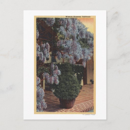 Californië-Wisteria-Plant in Bloom Briefkaart (Voorkant)