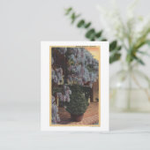 Californië-Wisteria-Plant in Bloom Briefkaart (Staand voorkant)